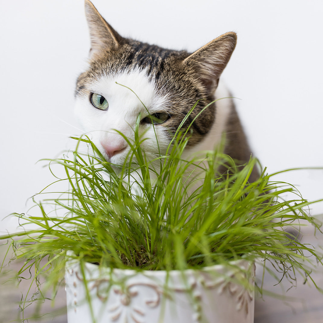 indoor cat grass plant Cat Grass Grow Kit, Organic Cat Grass for Indoor Cats