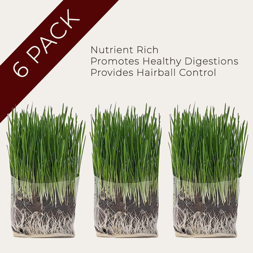 Cat Grass Grow Kit, Organic Cat Grass for Indoor Cats
