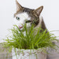 Cat Grass Grow Kit, Organic Cat Grass for Indoor Cats