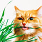 Cat Grass Grow Kit, Organic Cat Grass for Indoor Cats